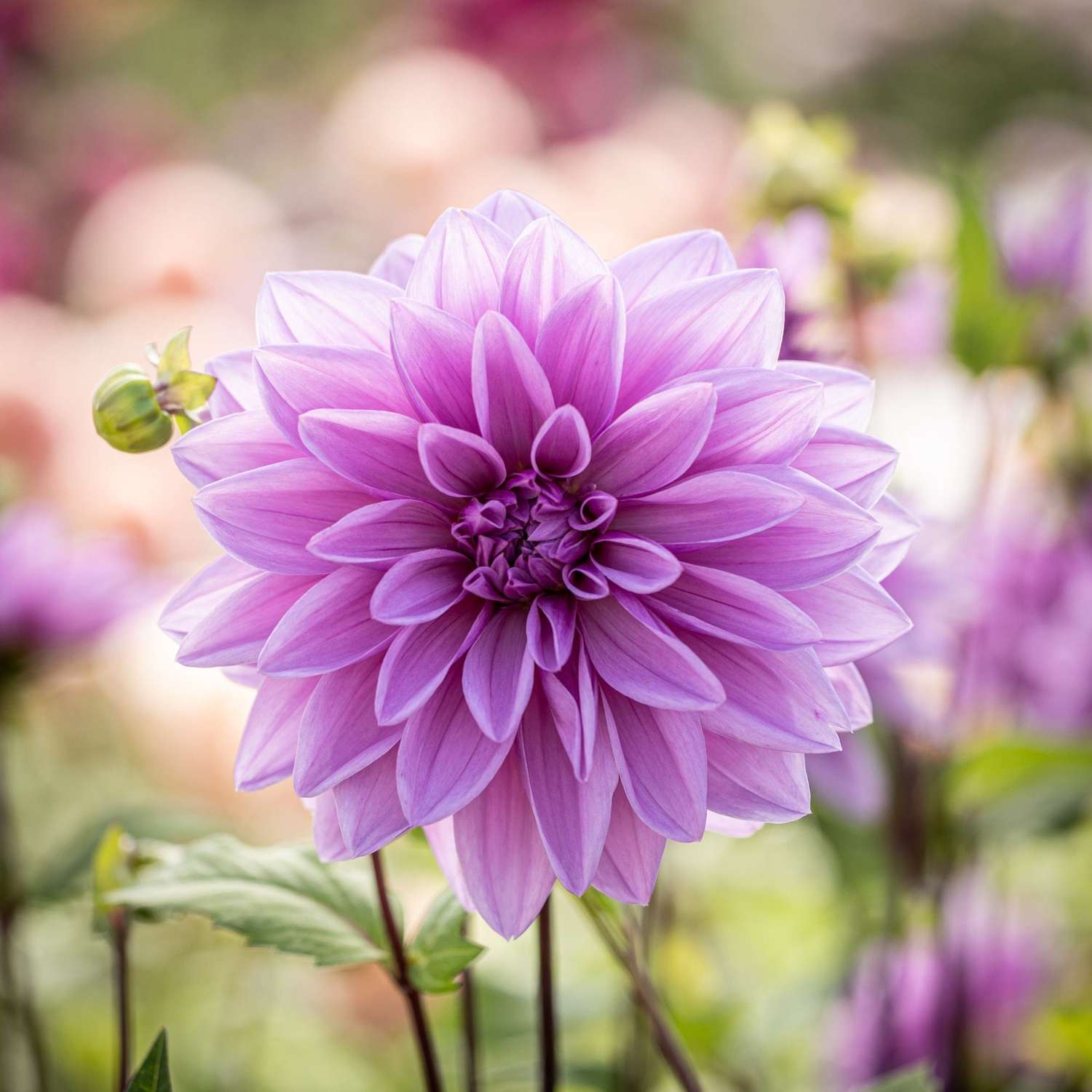 Dahlie 'Lilac Time'