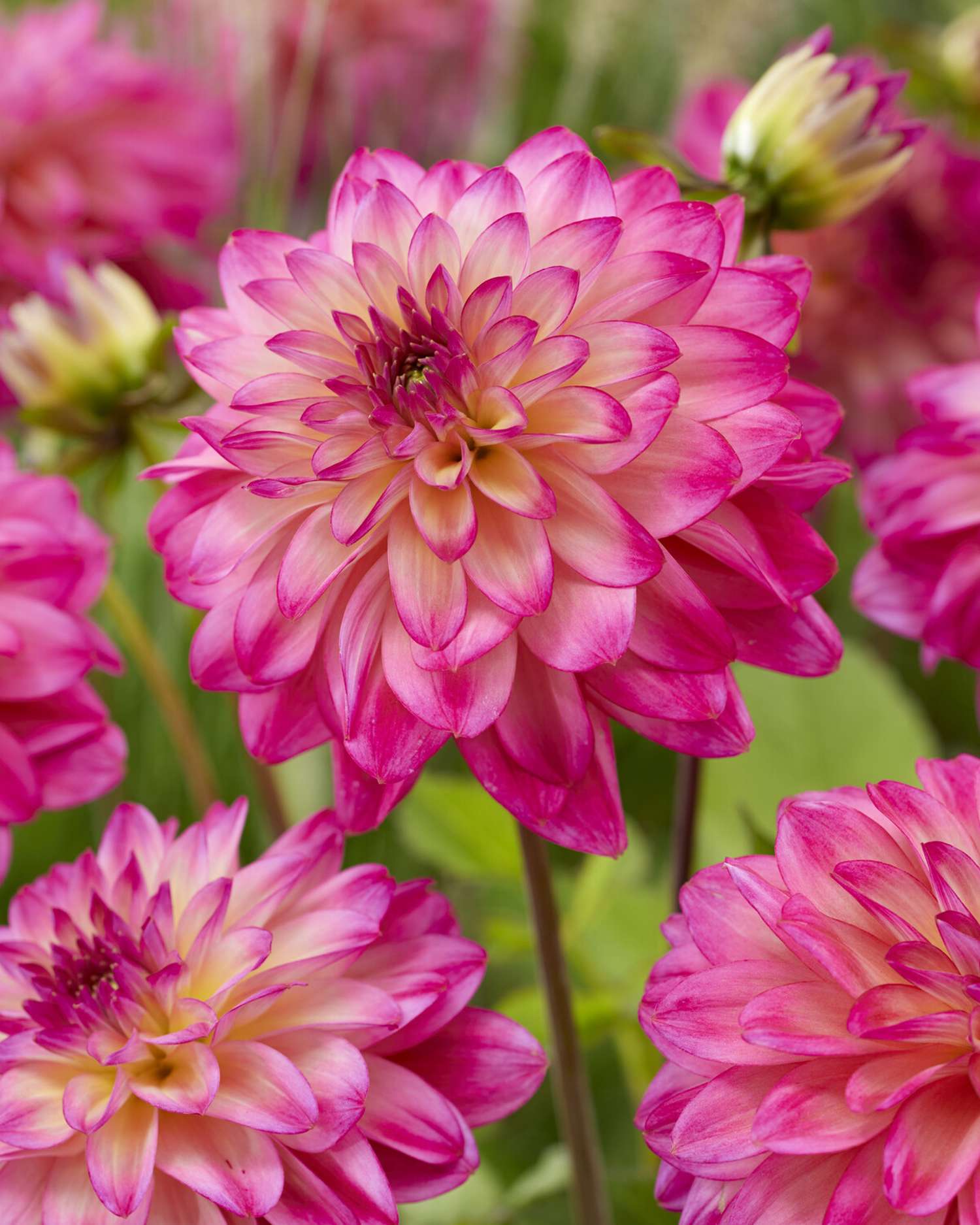 Dahlie 'Loé'