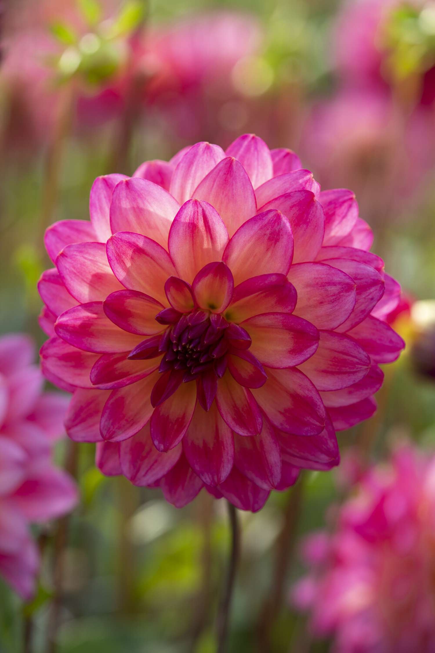 Dahlie 'Loé'