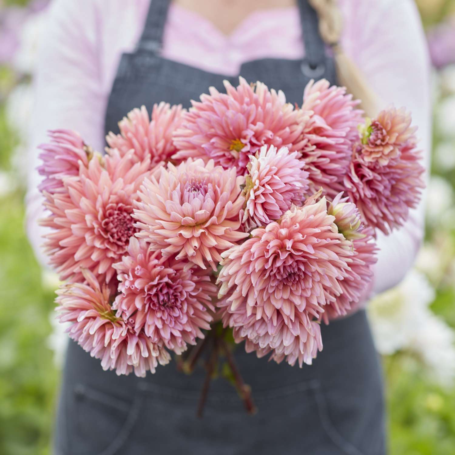 Dahlie 'Madeleine'
