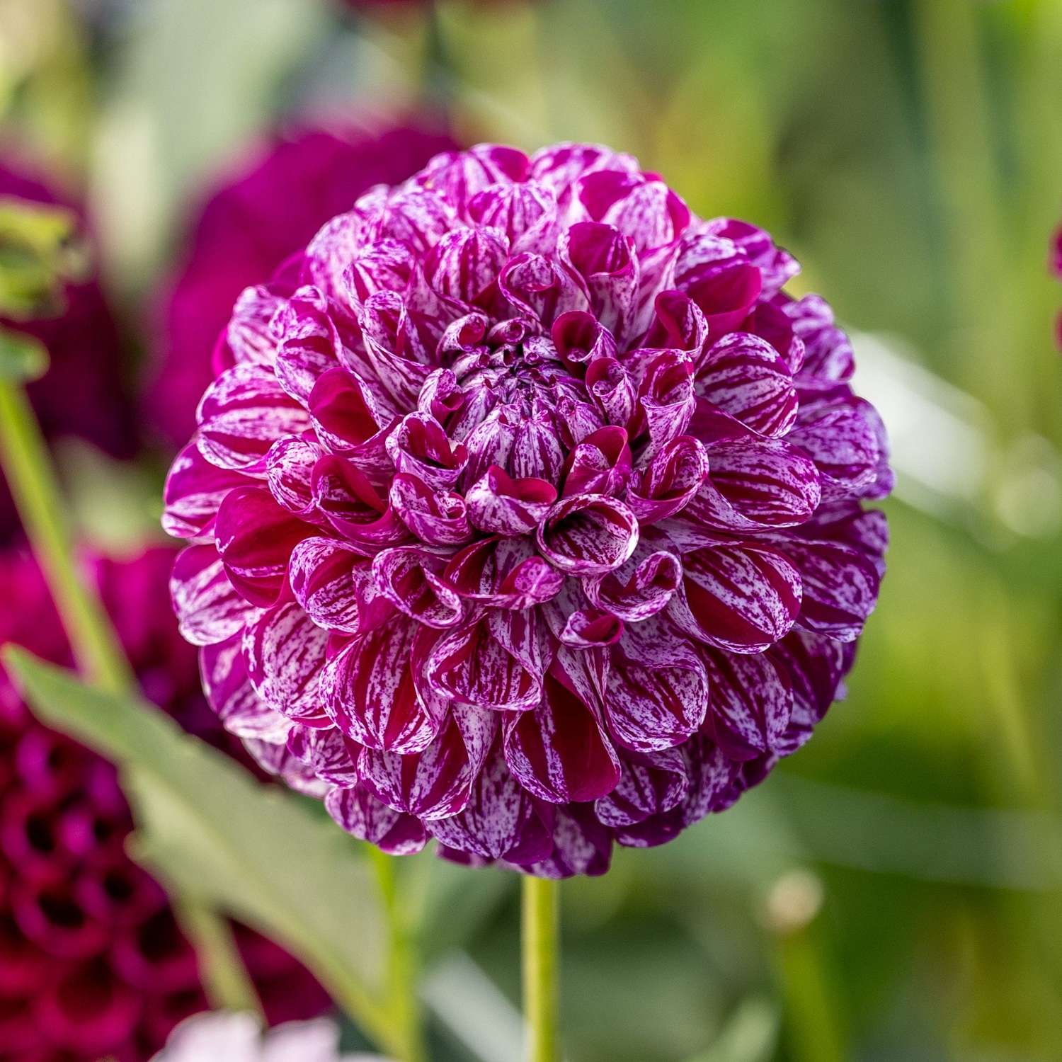 Dahlie 'Marble Ball'