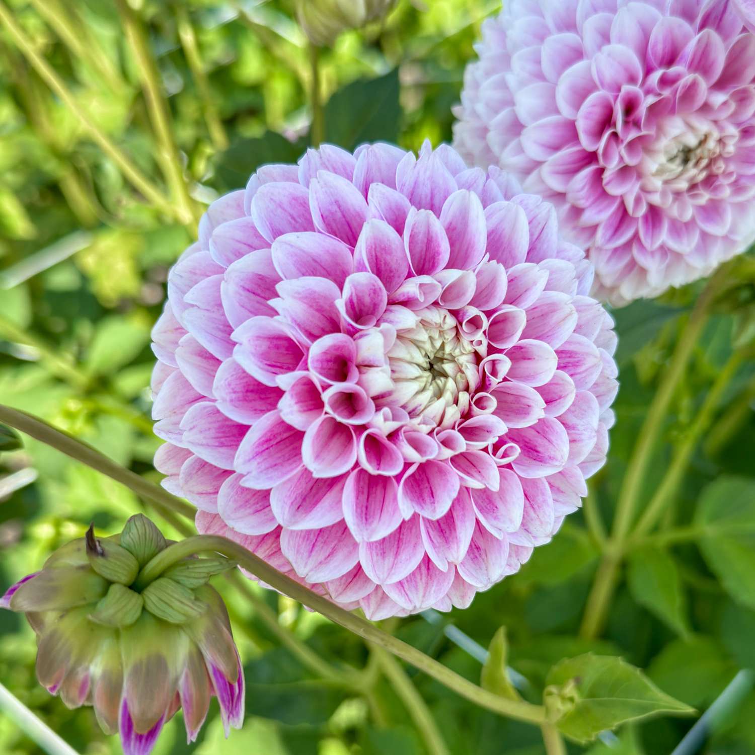 Dahlie 'Marshmellow Baby'