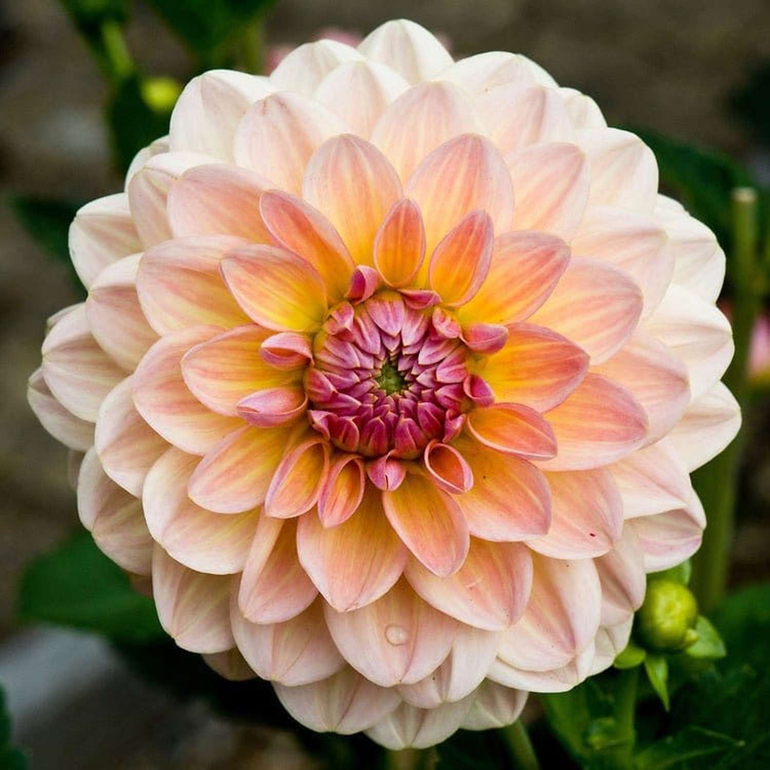 Dahlie 'Maya'