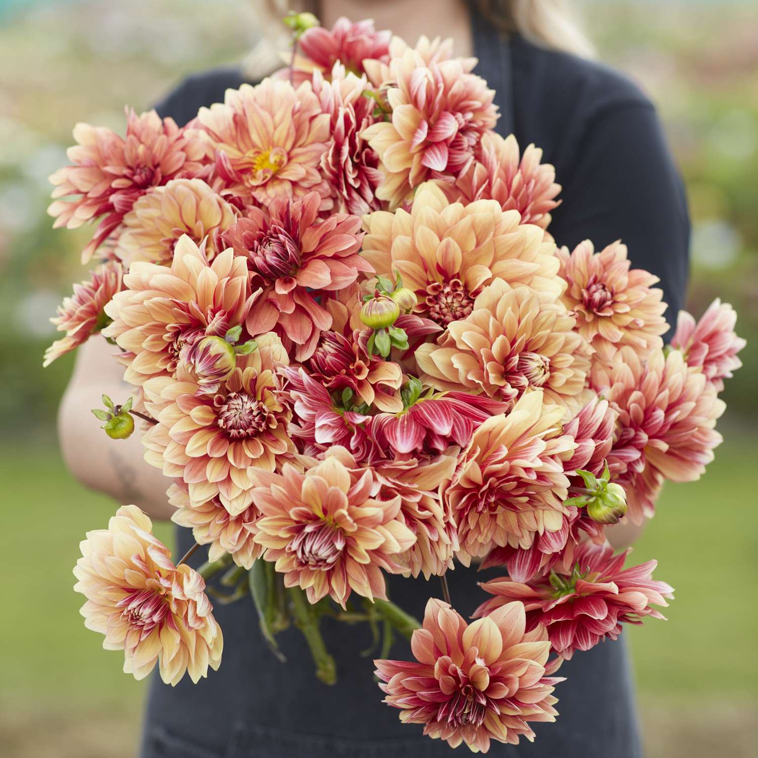 Dahlie 'Miss Brandy'