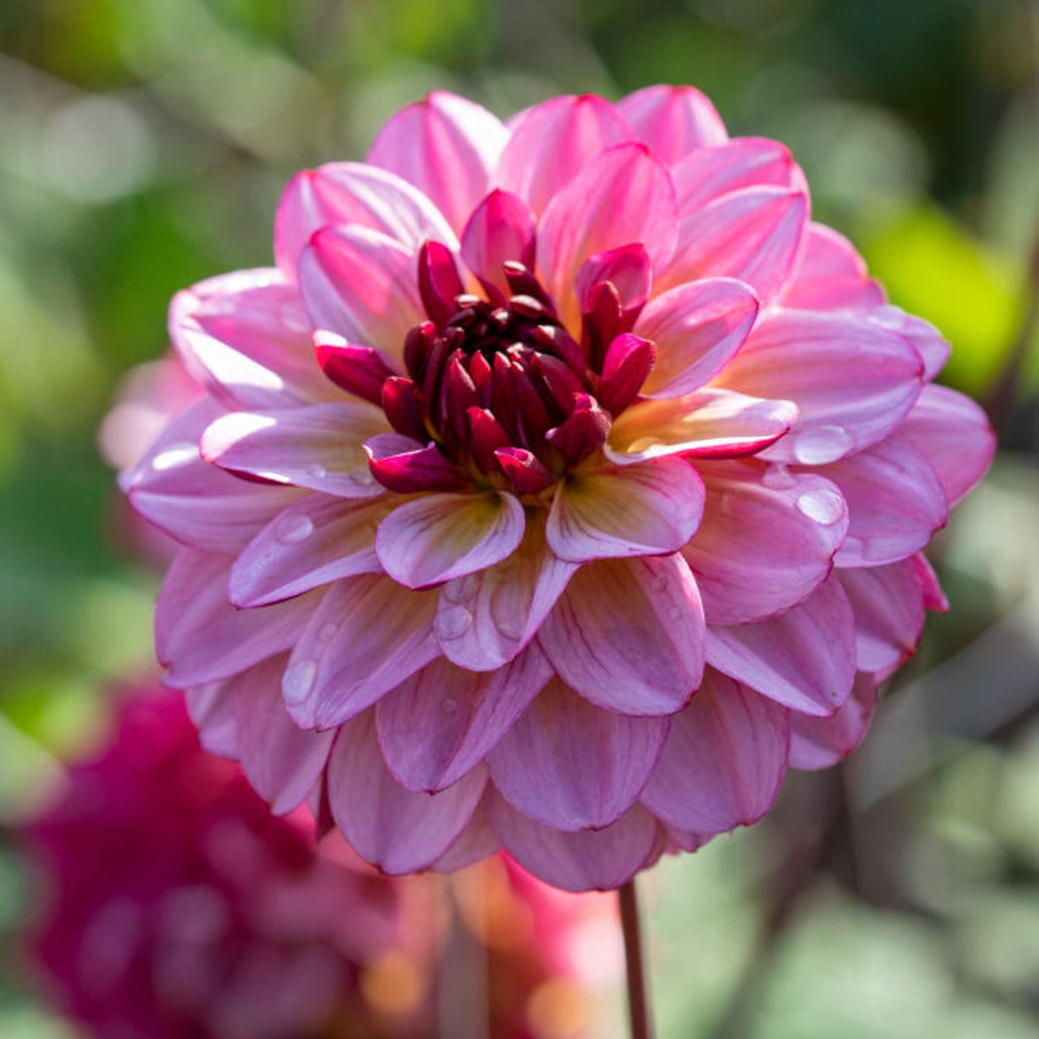 Dahlie 'Muchaha'
