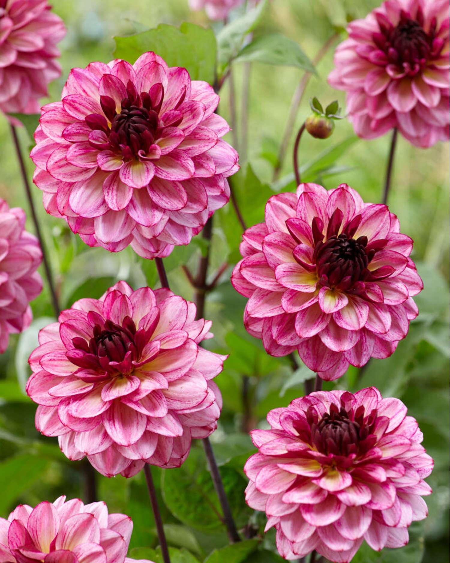 Dahlie 'Muchaha'