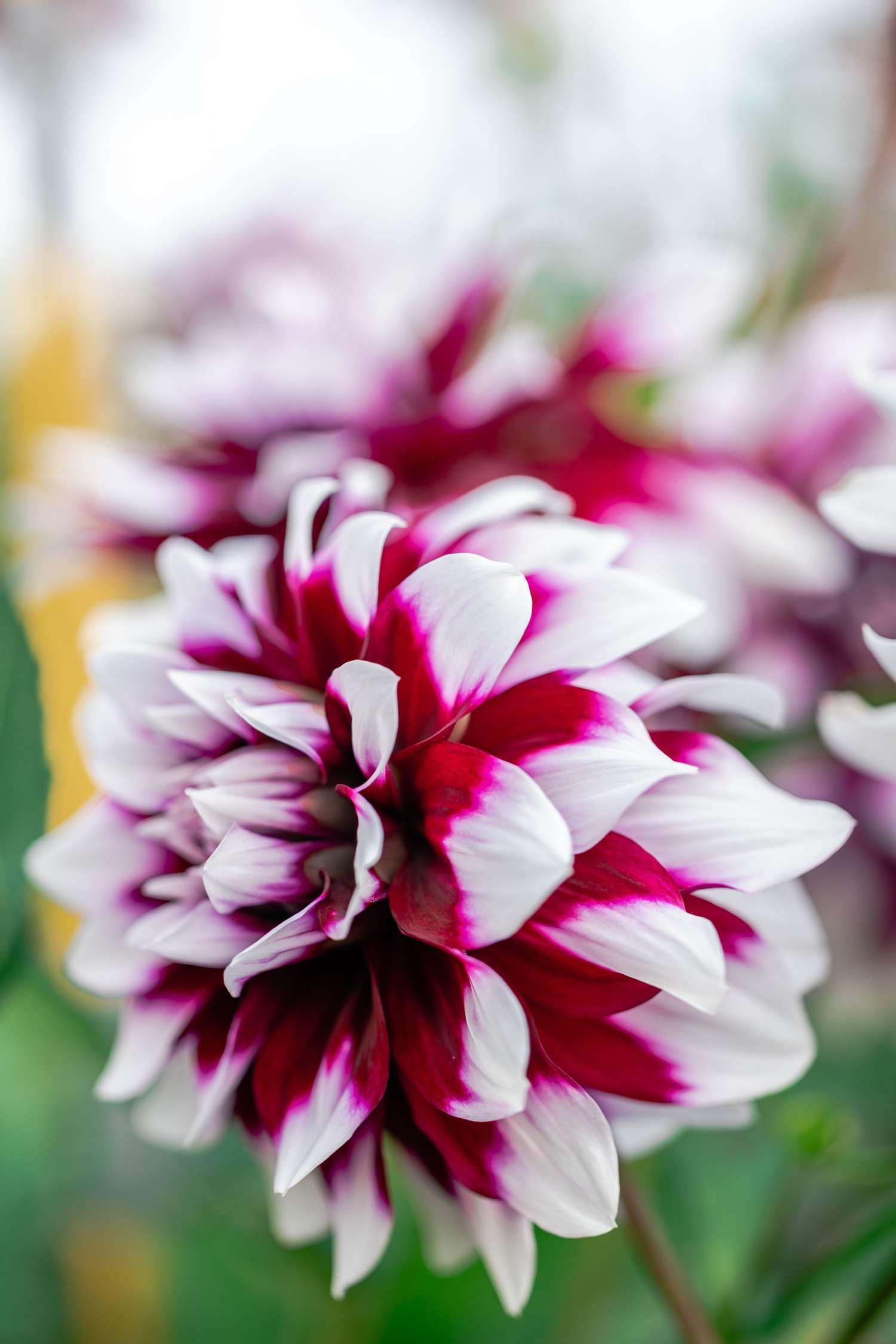 Dahlie 'Mystery Day'