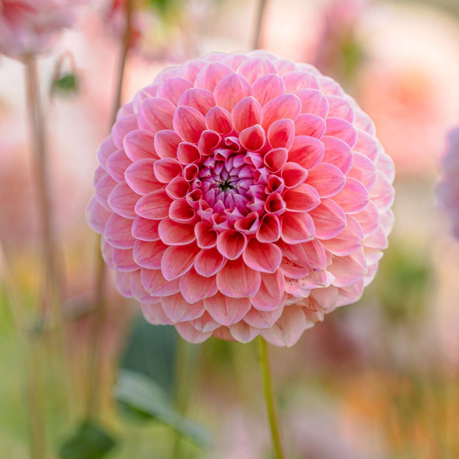 Dahlie ‘Natalie G’