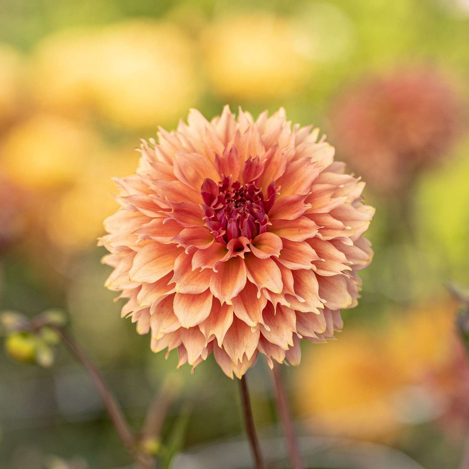 Dahlie ‘Orange Fubuki’