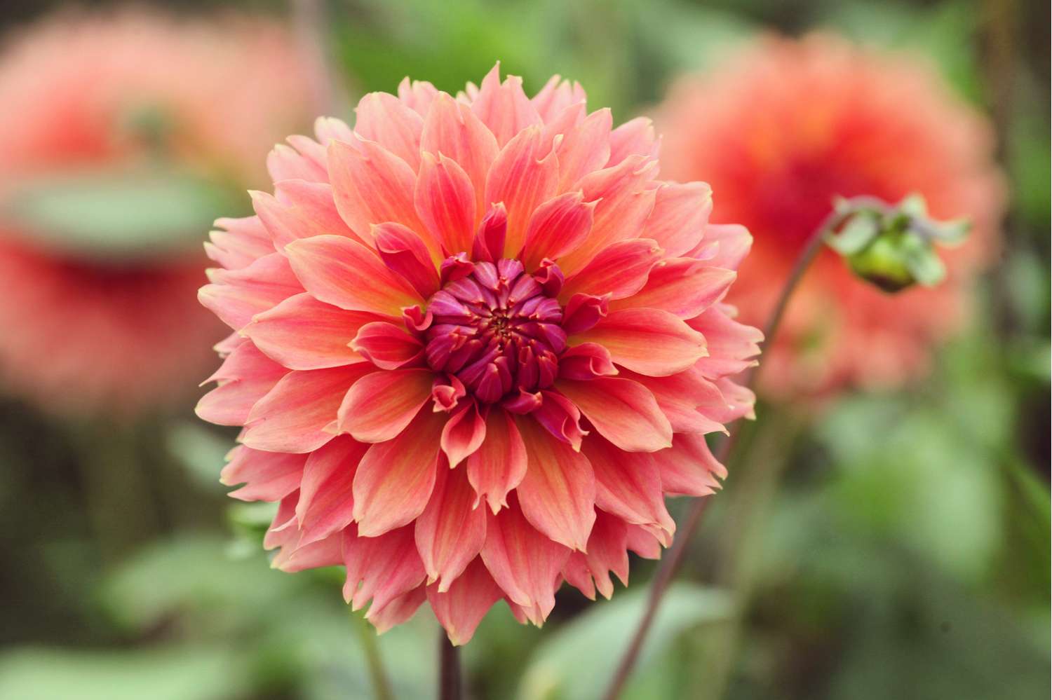 Dahlie ‘Orange Fubuki’