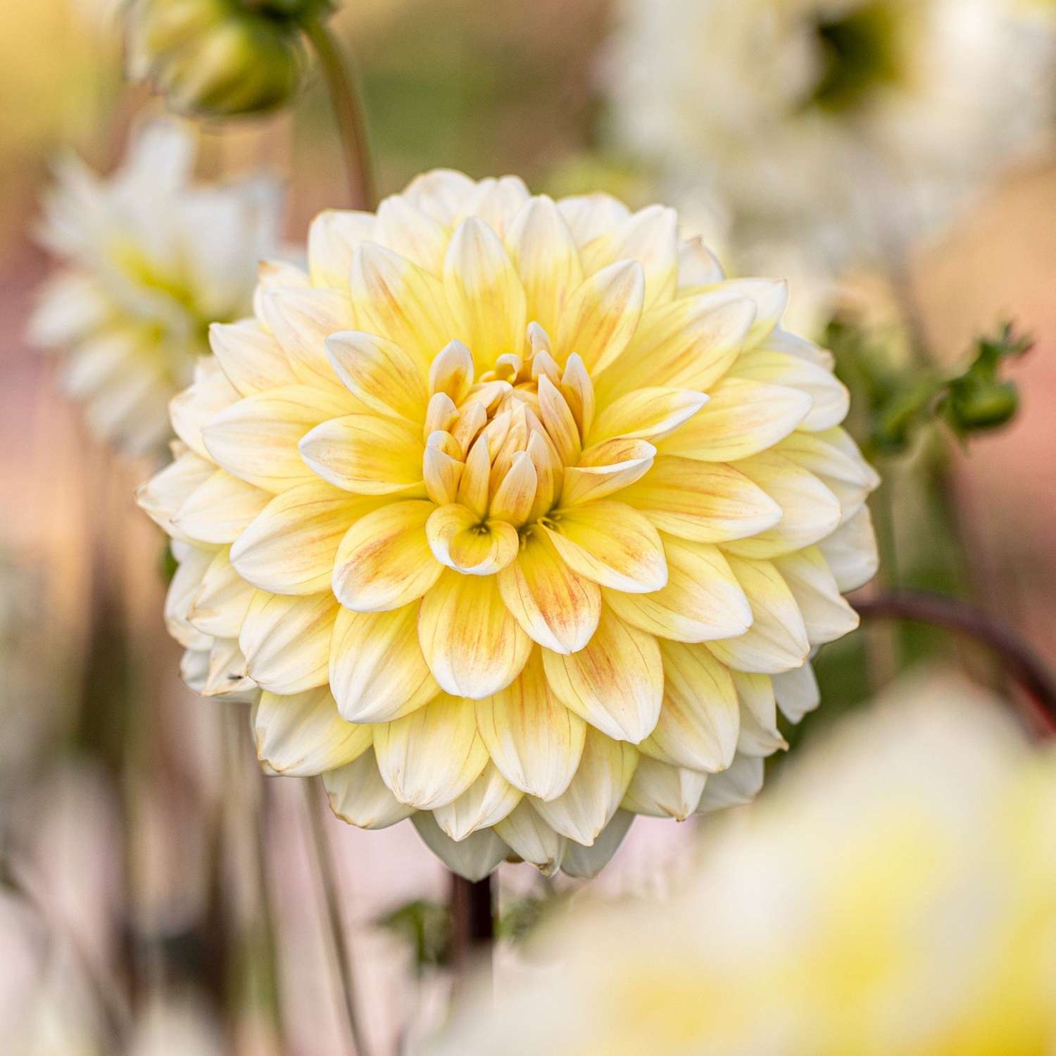 Dahlie 'Peaches and Cream'
