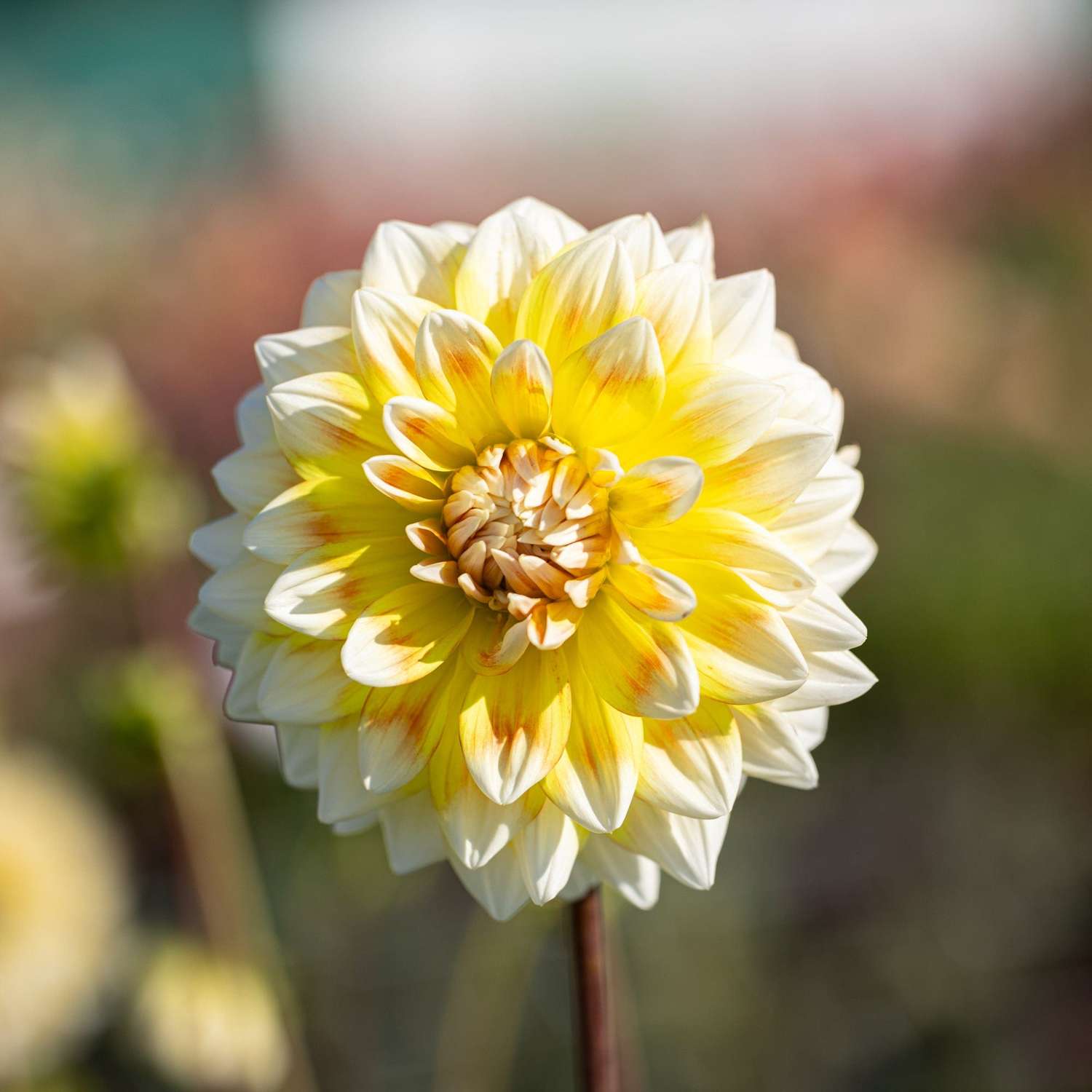 Dahlie 'Peaches and Cream'
