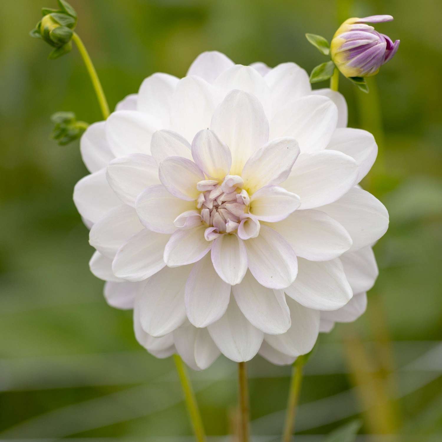 Dahlie 'Porcelain'