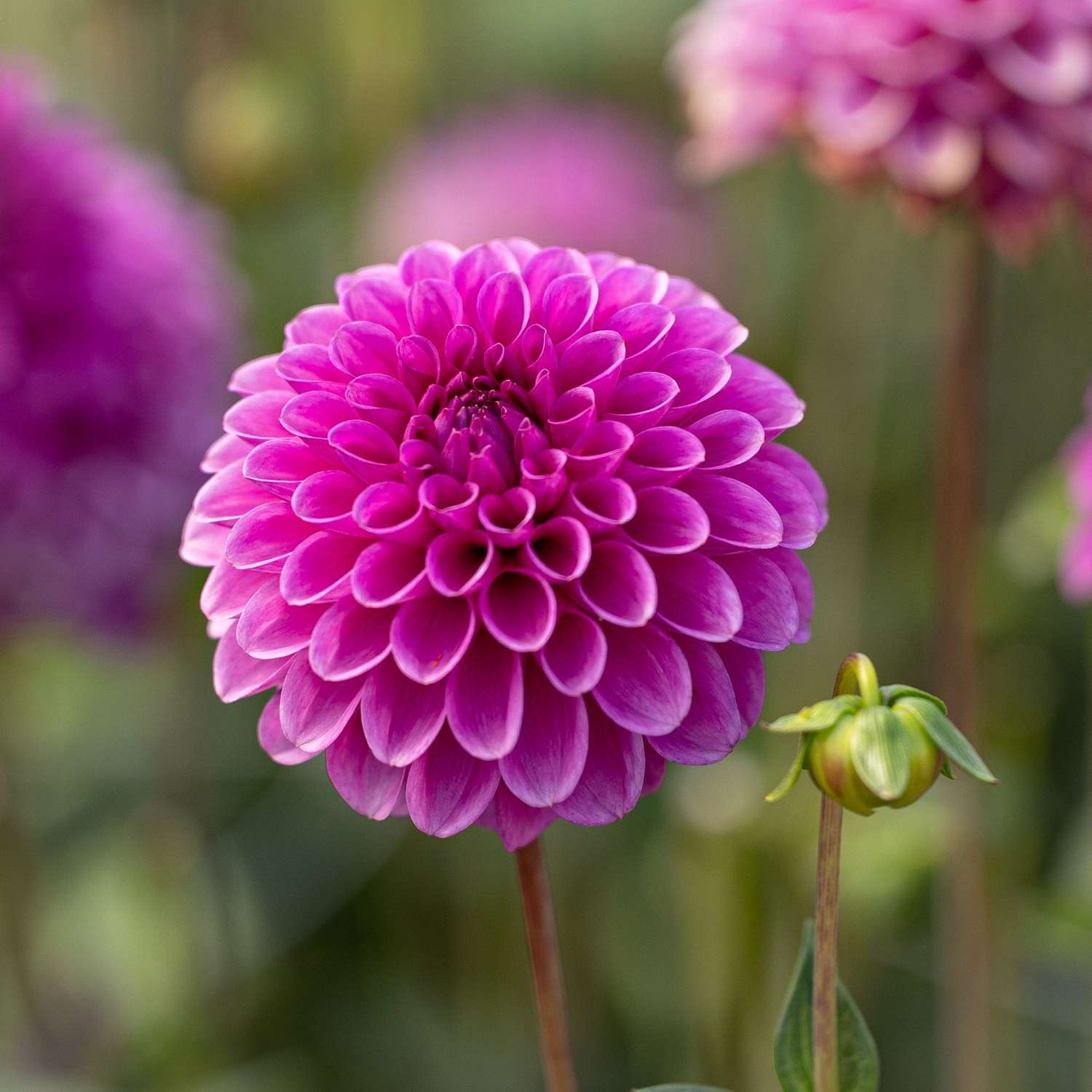 Dahlie 'Purple Fox'