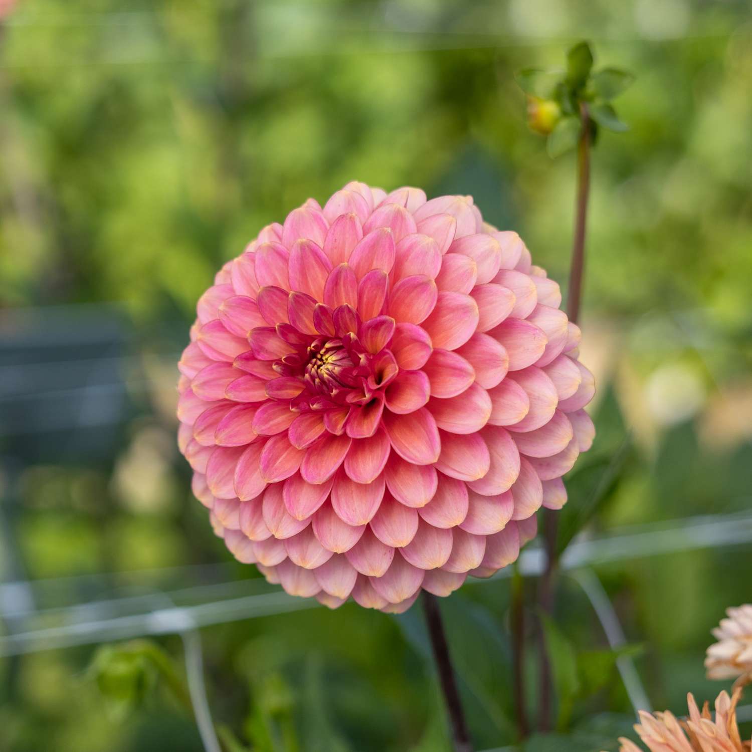 Dahlie 'Rina Bredie'