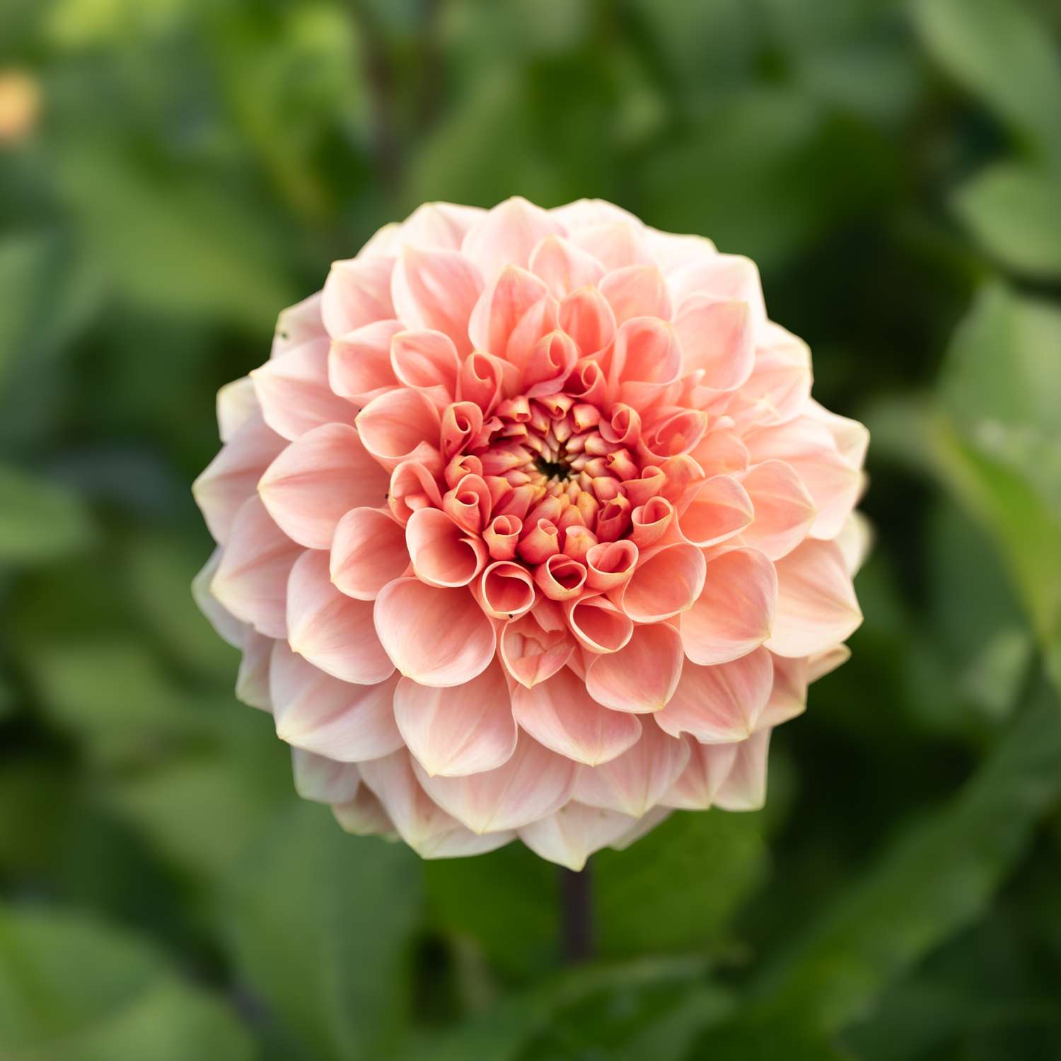 Dahlie 'Romance'