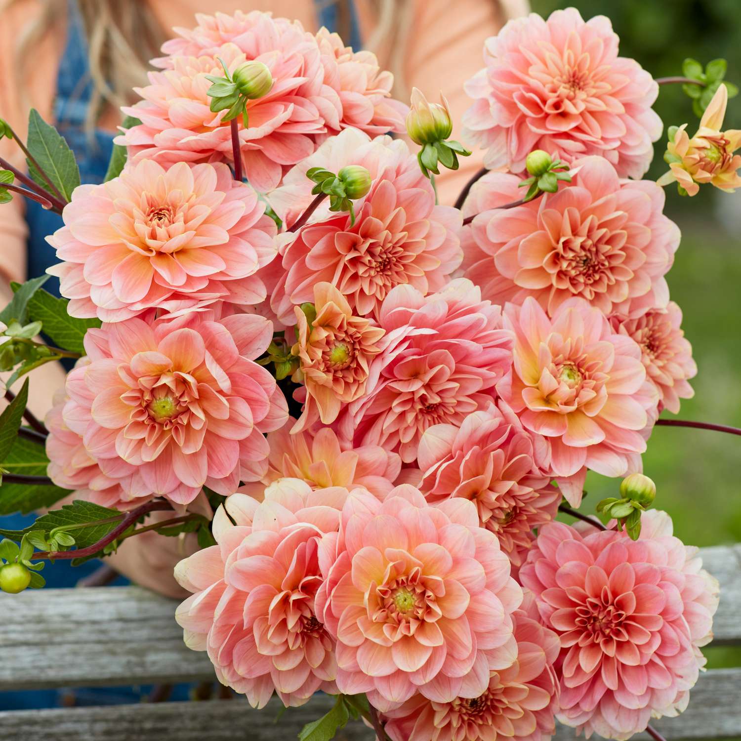 Dahlie 'Rosario'