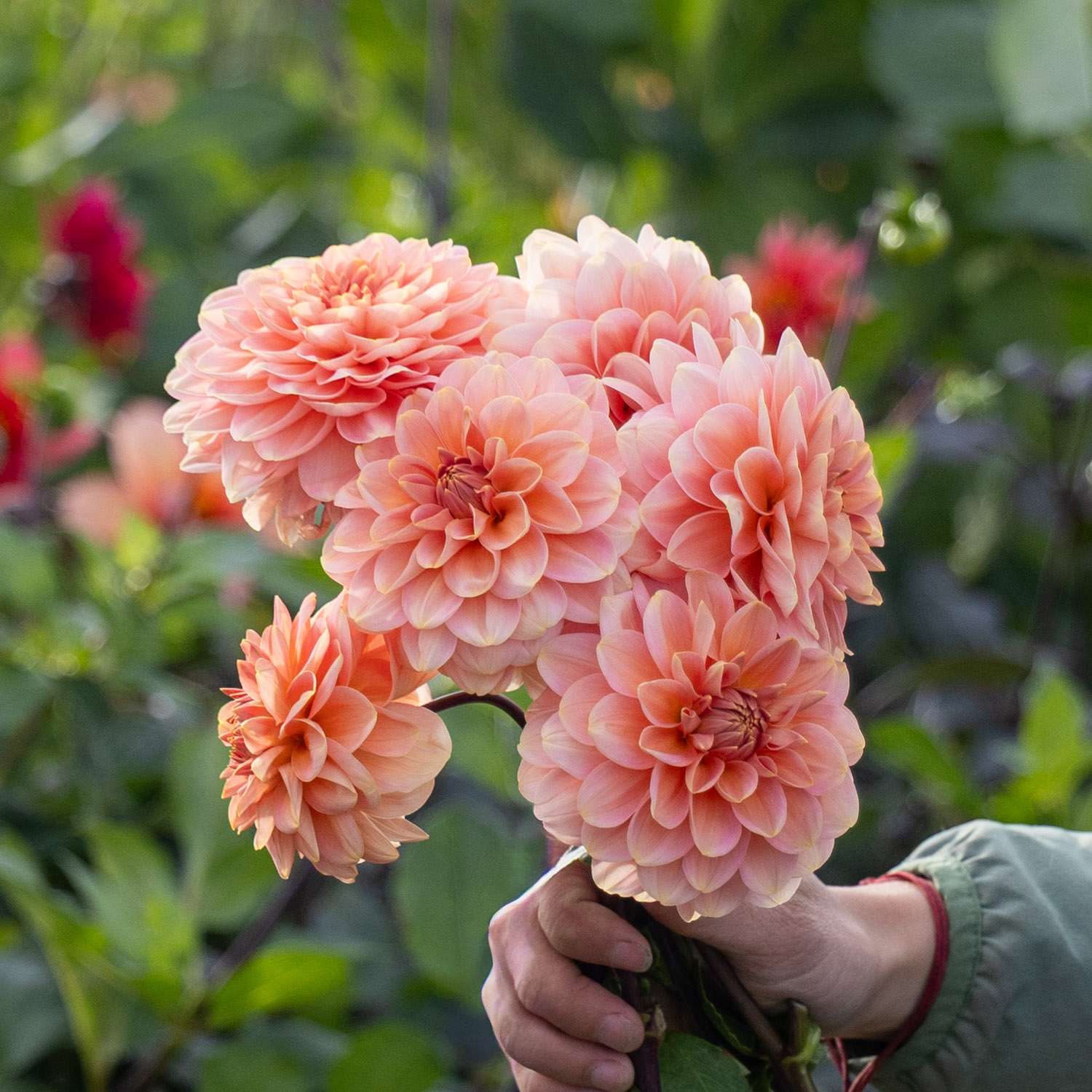 Dahlie 'Rosario'