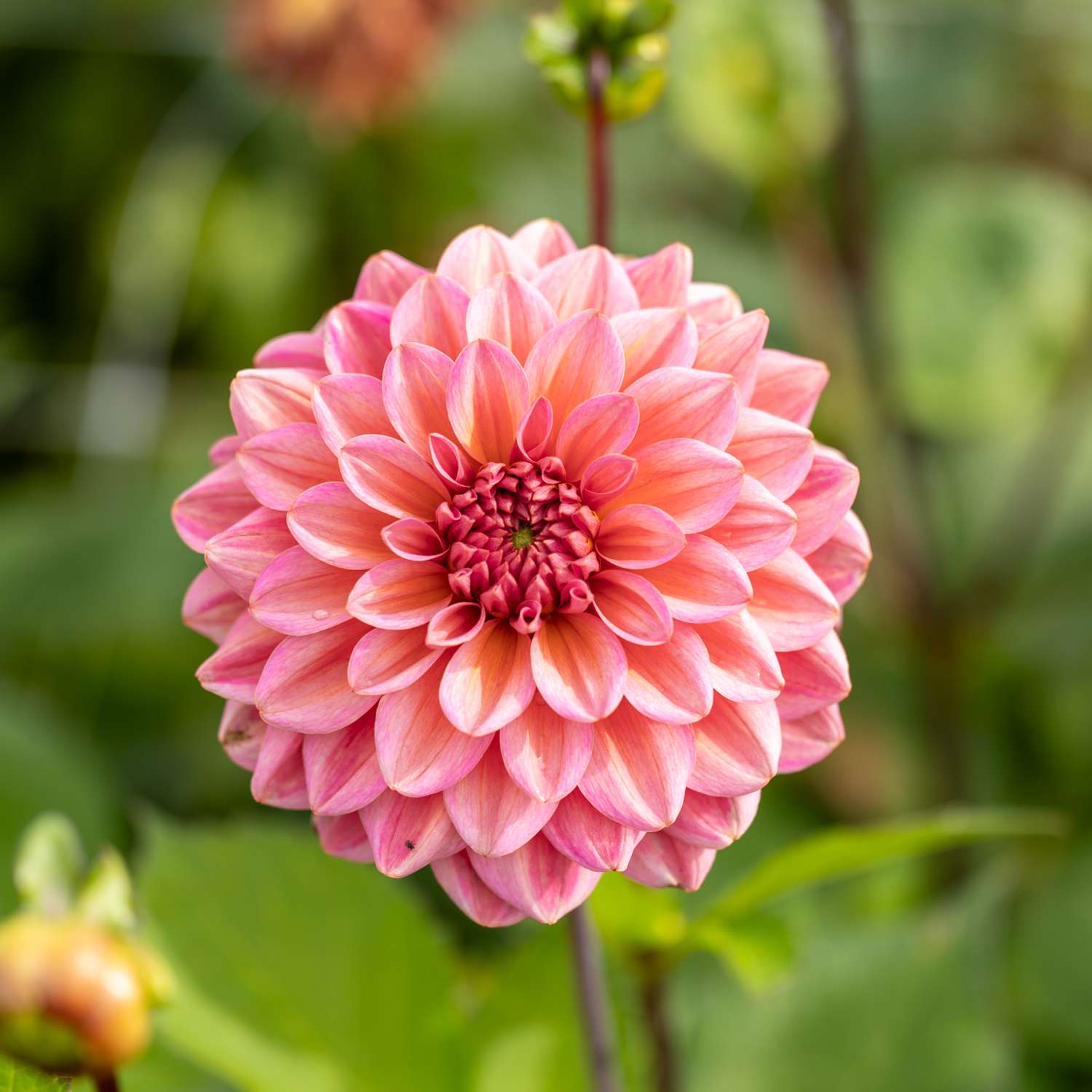 Dahlie 'Salmon Runner'