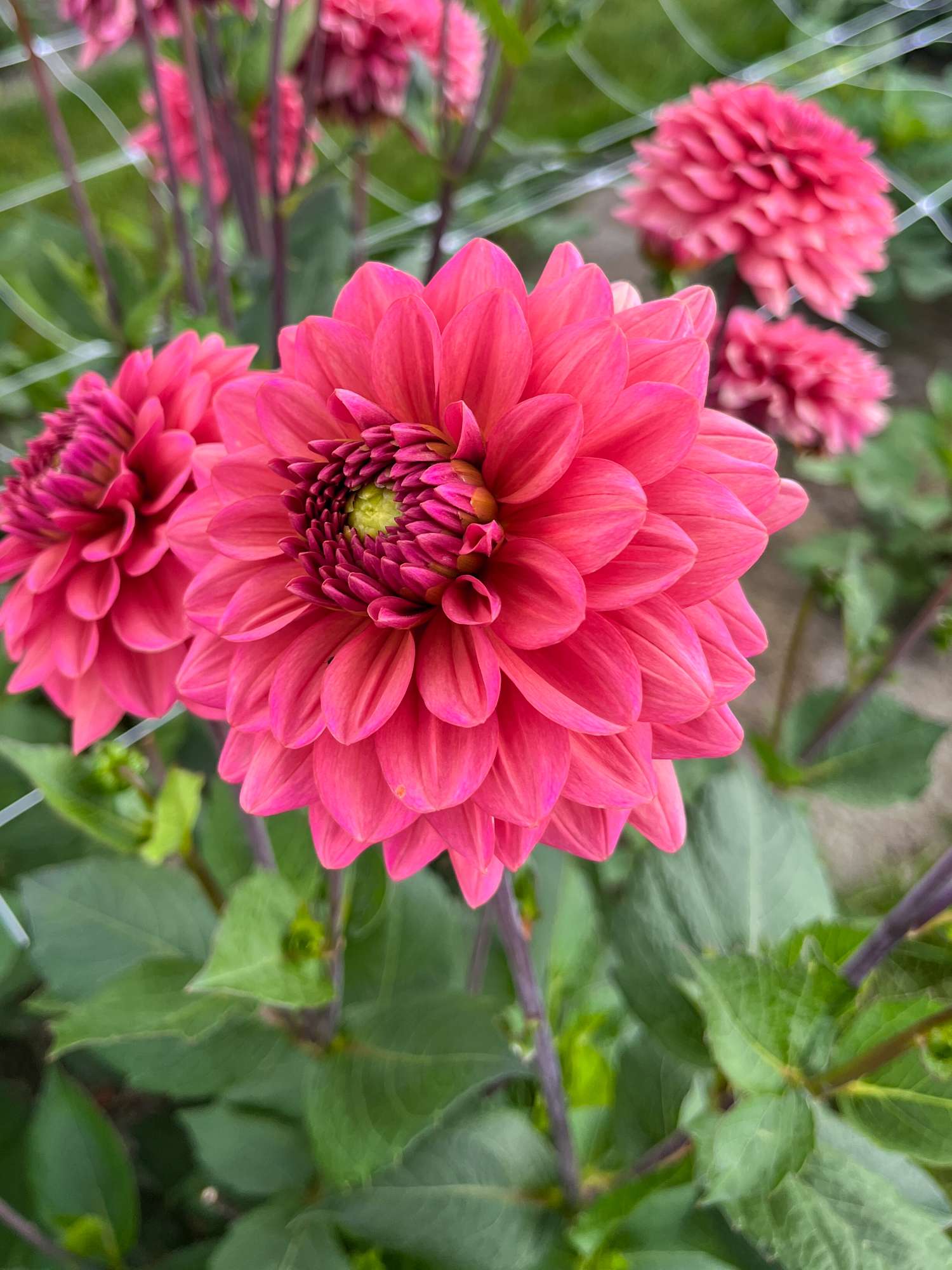 Dahlie 'Salmon Runner'