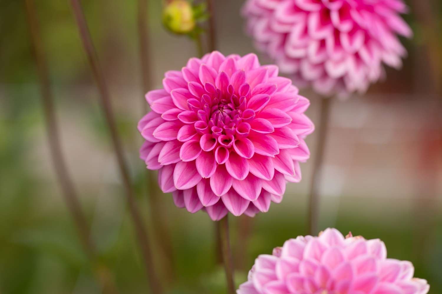 Dahlie ‘Sandra’