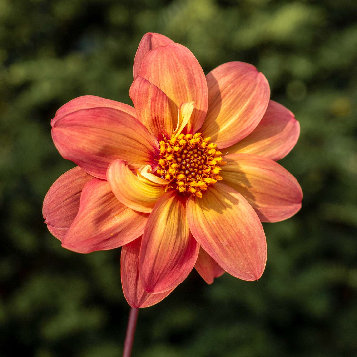 Dahlie 'Schippers Bronze'