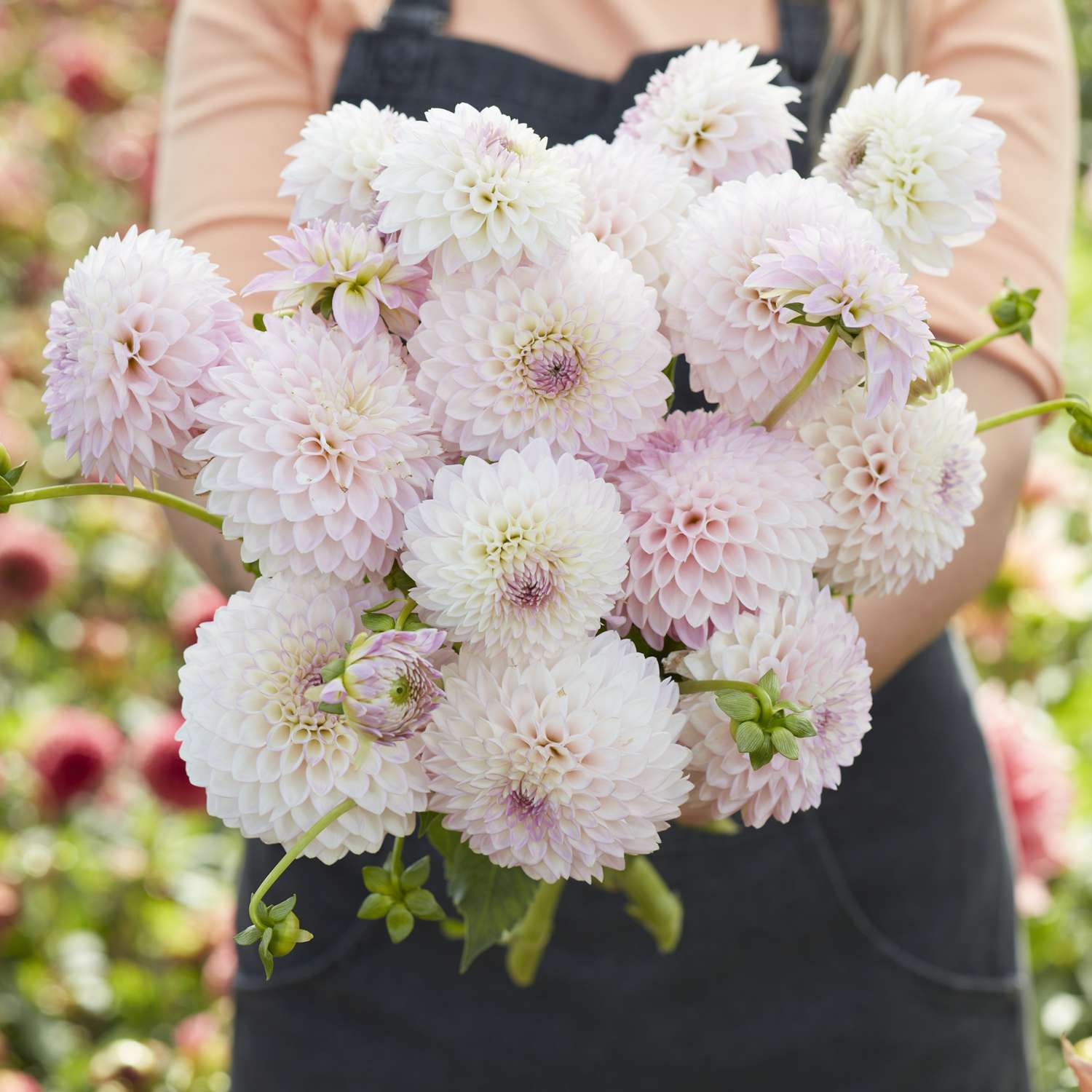 Dahlie 'Sefton Silvertop'