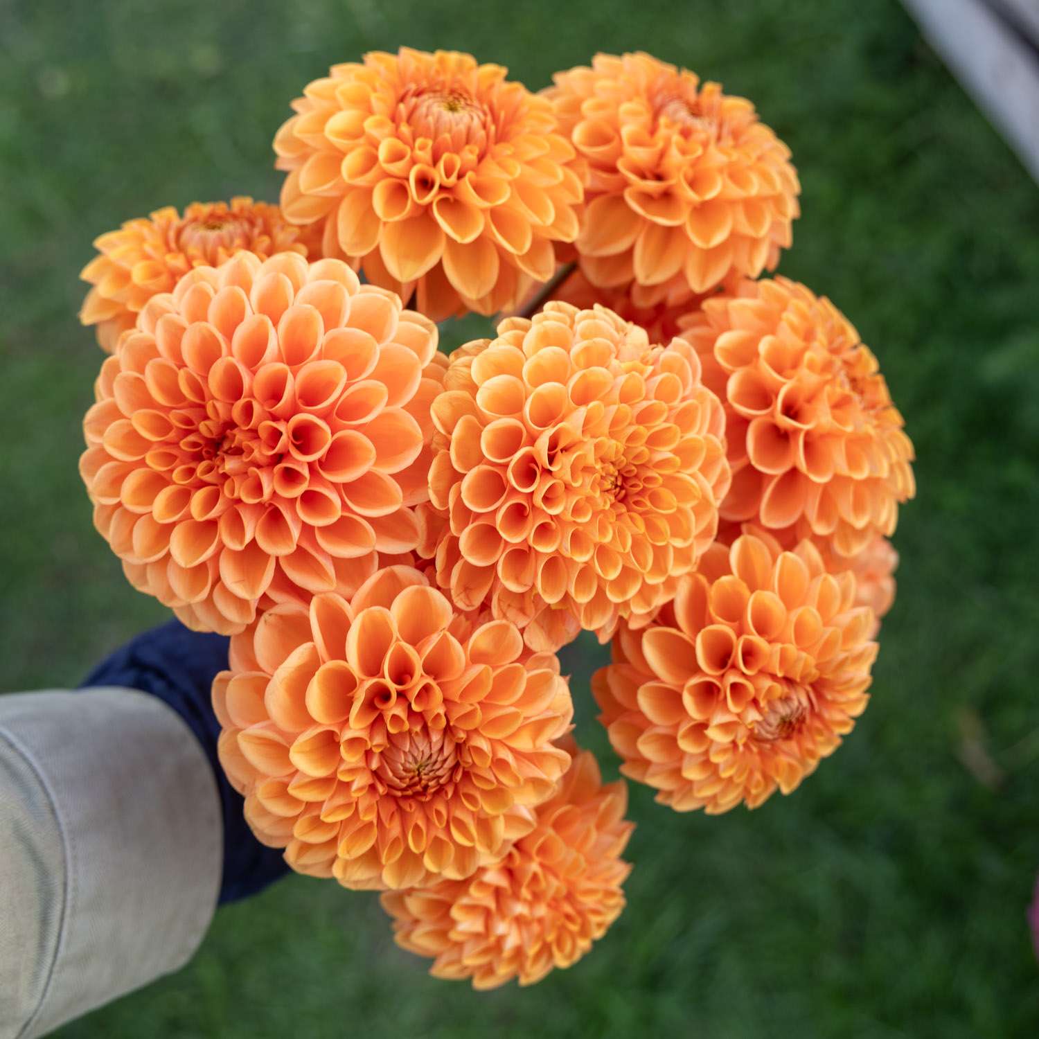 Dahlie 'Sylvia'