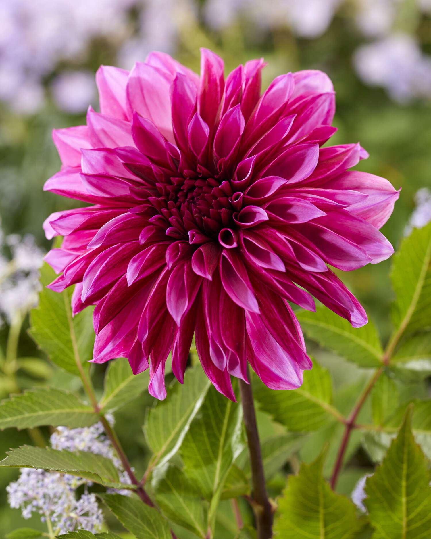 Dahlie 'Tanita'