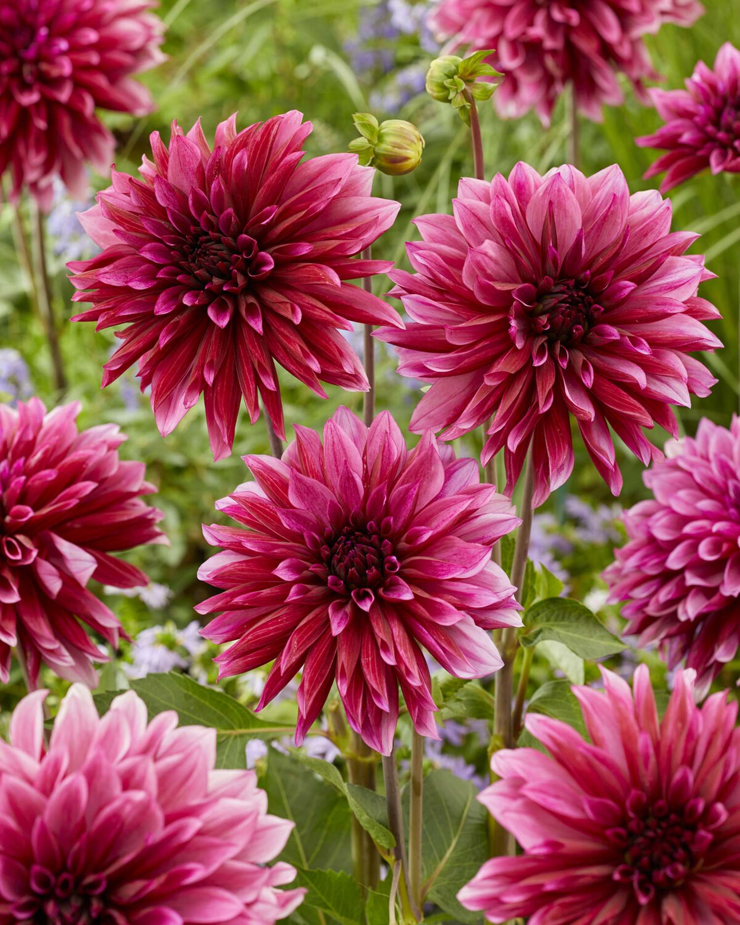 Dahlie 'Tanita'