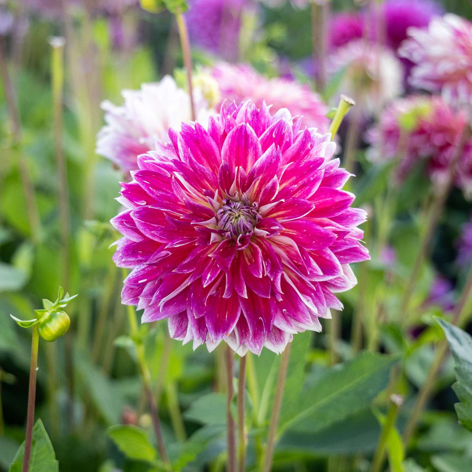 Dahlie ‘Temple of Beauty’