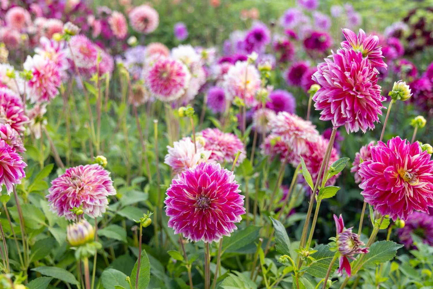 Dahlie ‘Temple of Beauty’