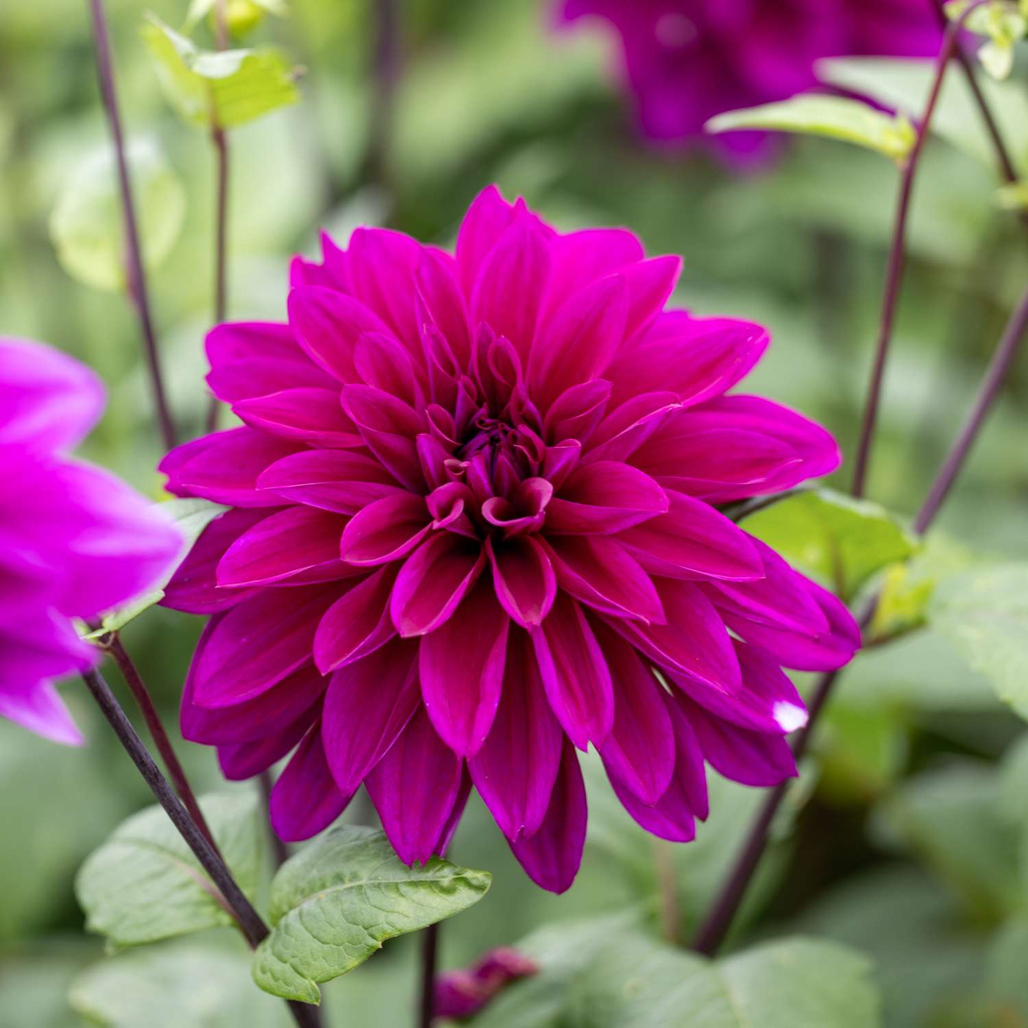 Dahlie 'Thomas A. Edison'