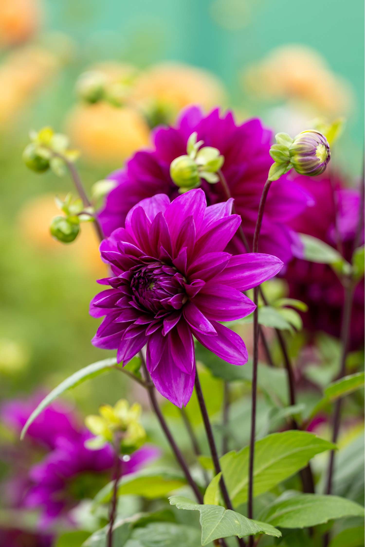 Dahlie 'Thomas A. Edison'