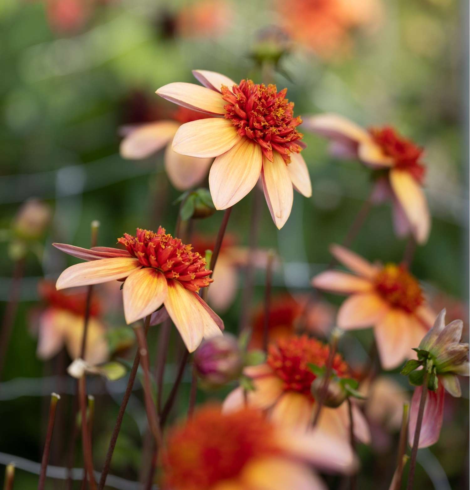 Dahlie 'Totally Tangerine'