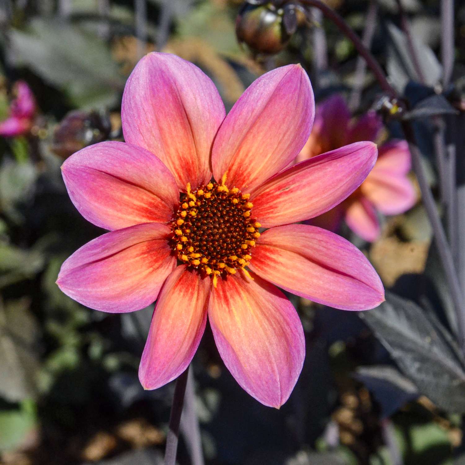 Dahlie 'Tropic and black'