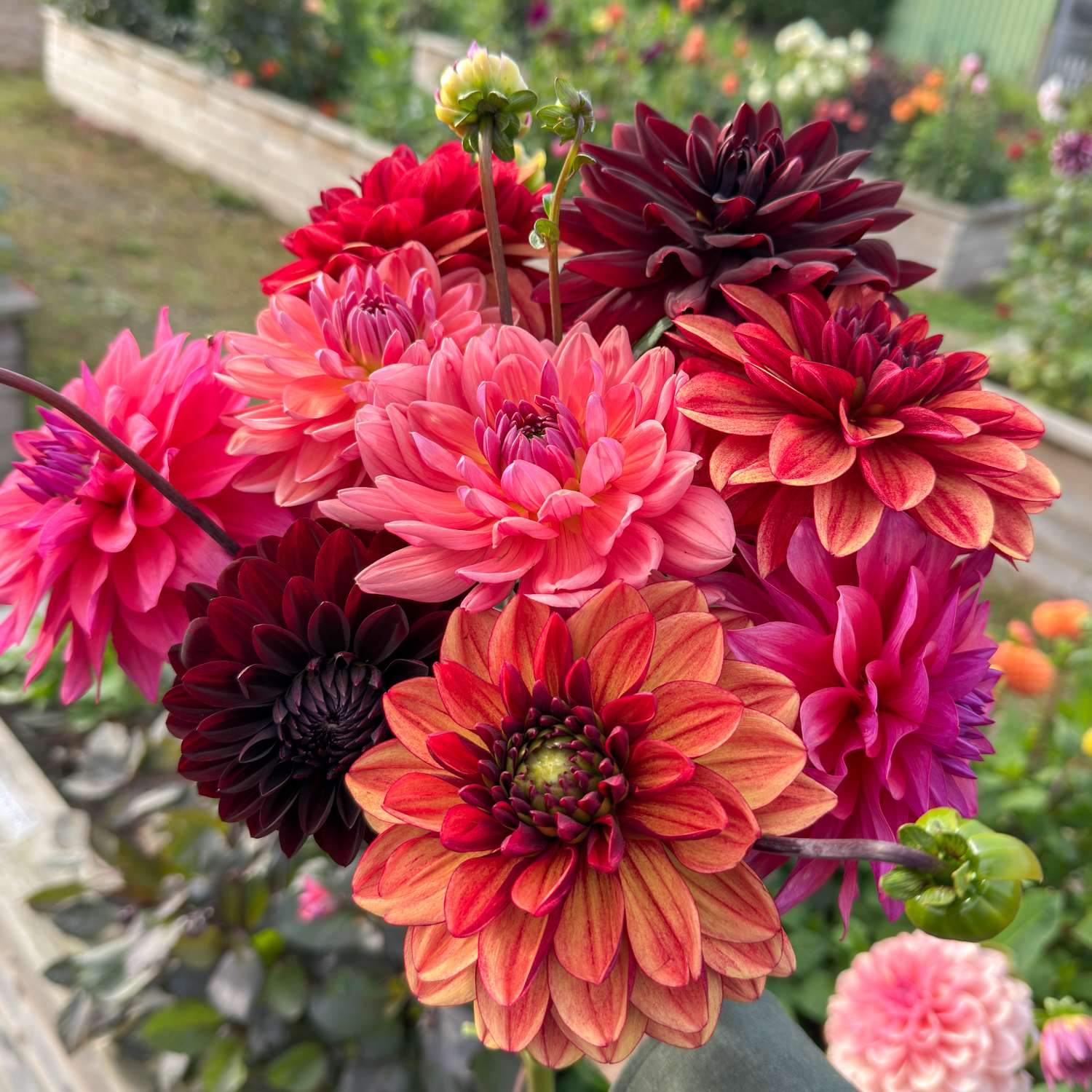 Dahlienkollektion 'Autumn Dreams'