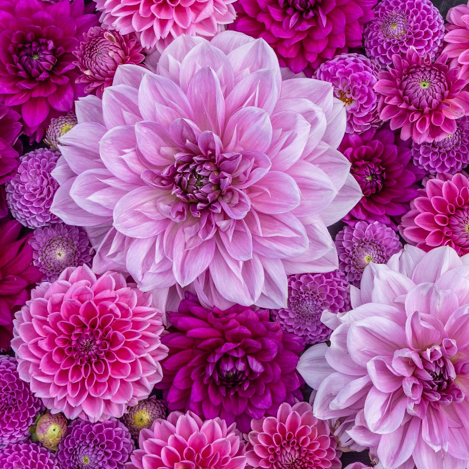 Dahlienkollektion 'Purple Favorites'