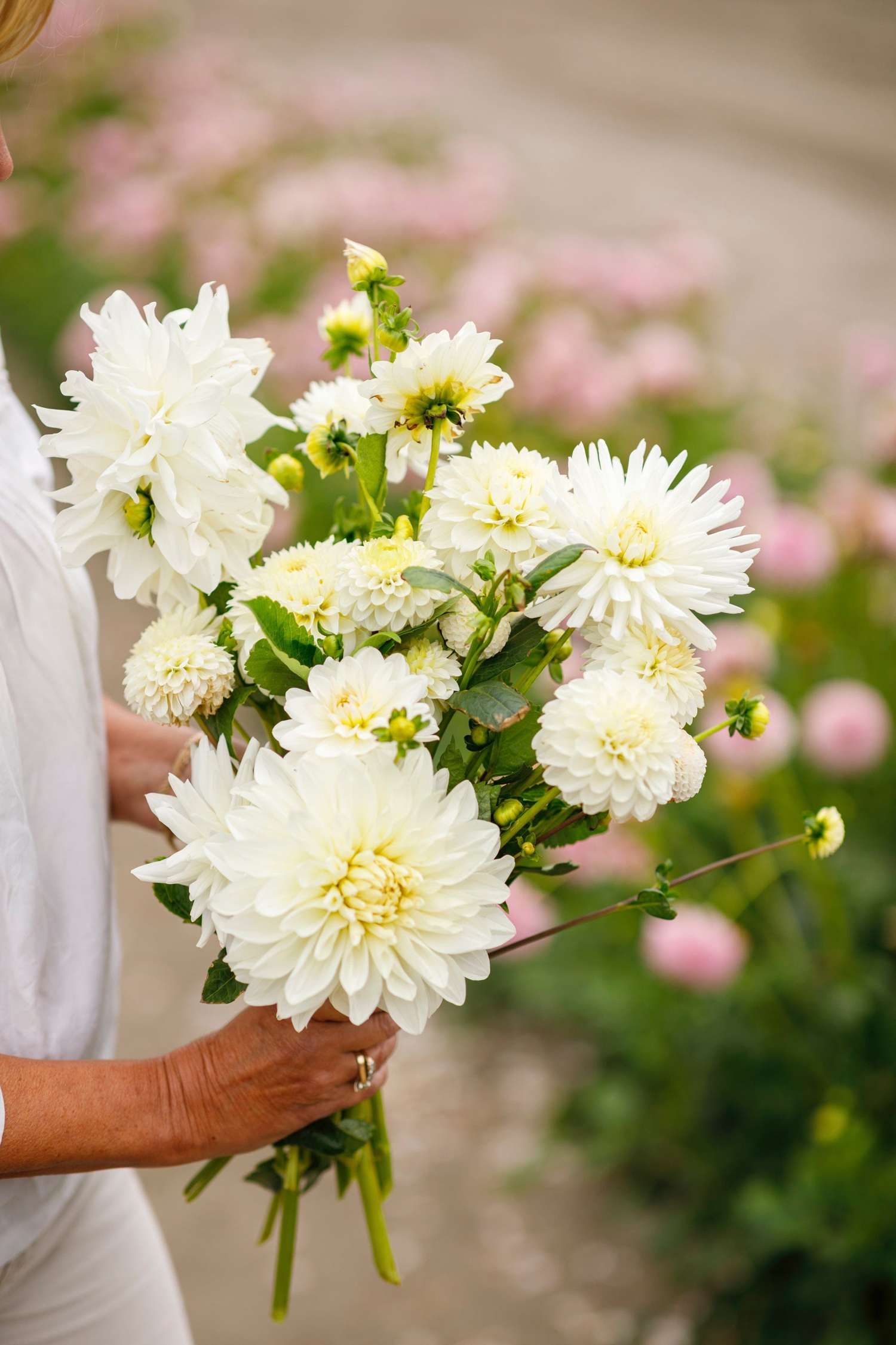 Dahlienkollektion  'Carol'