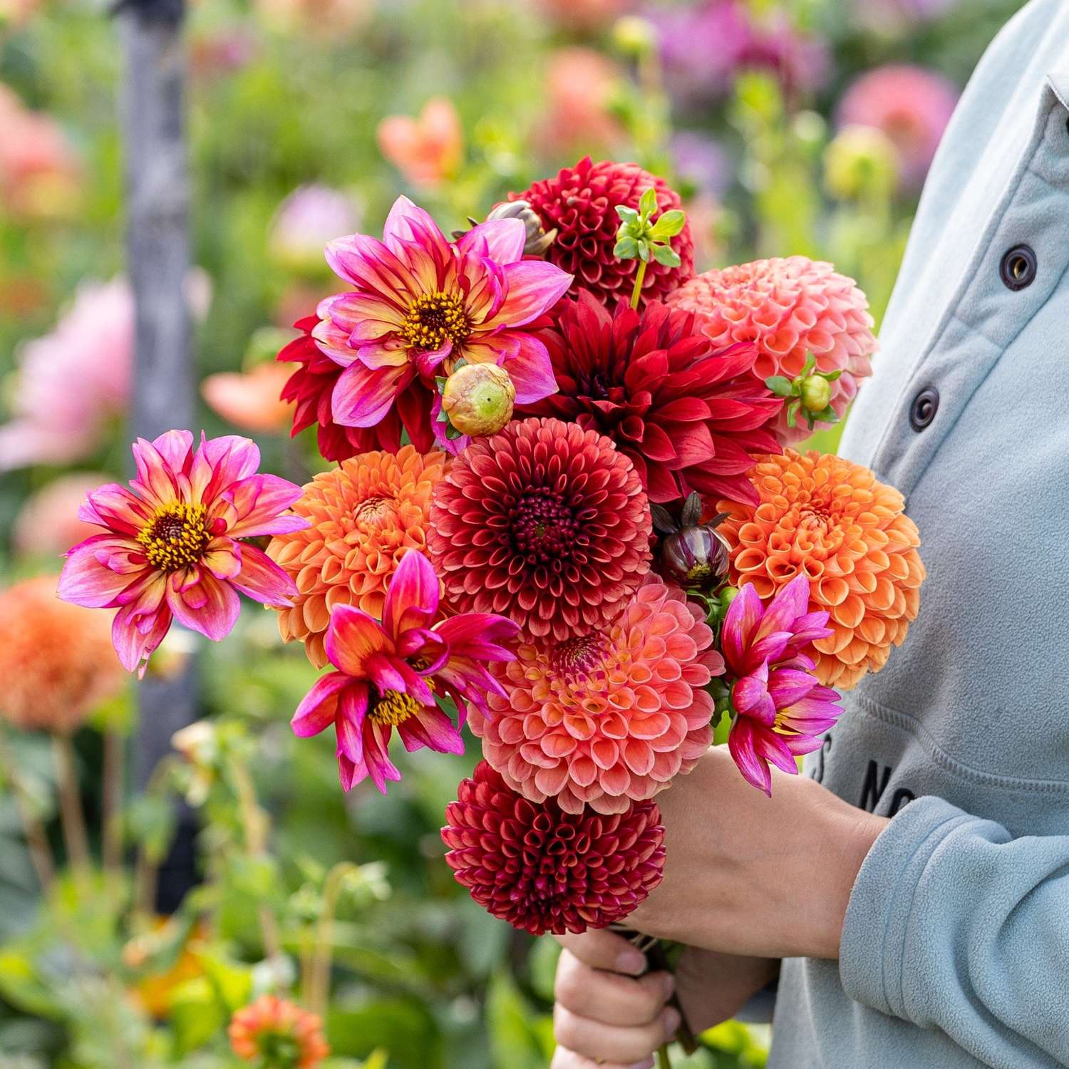 Dahlienkollektion  'Copper Cuddle'