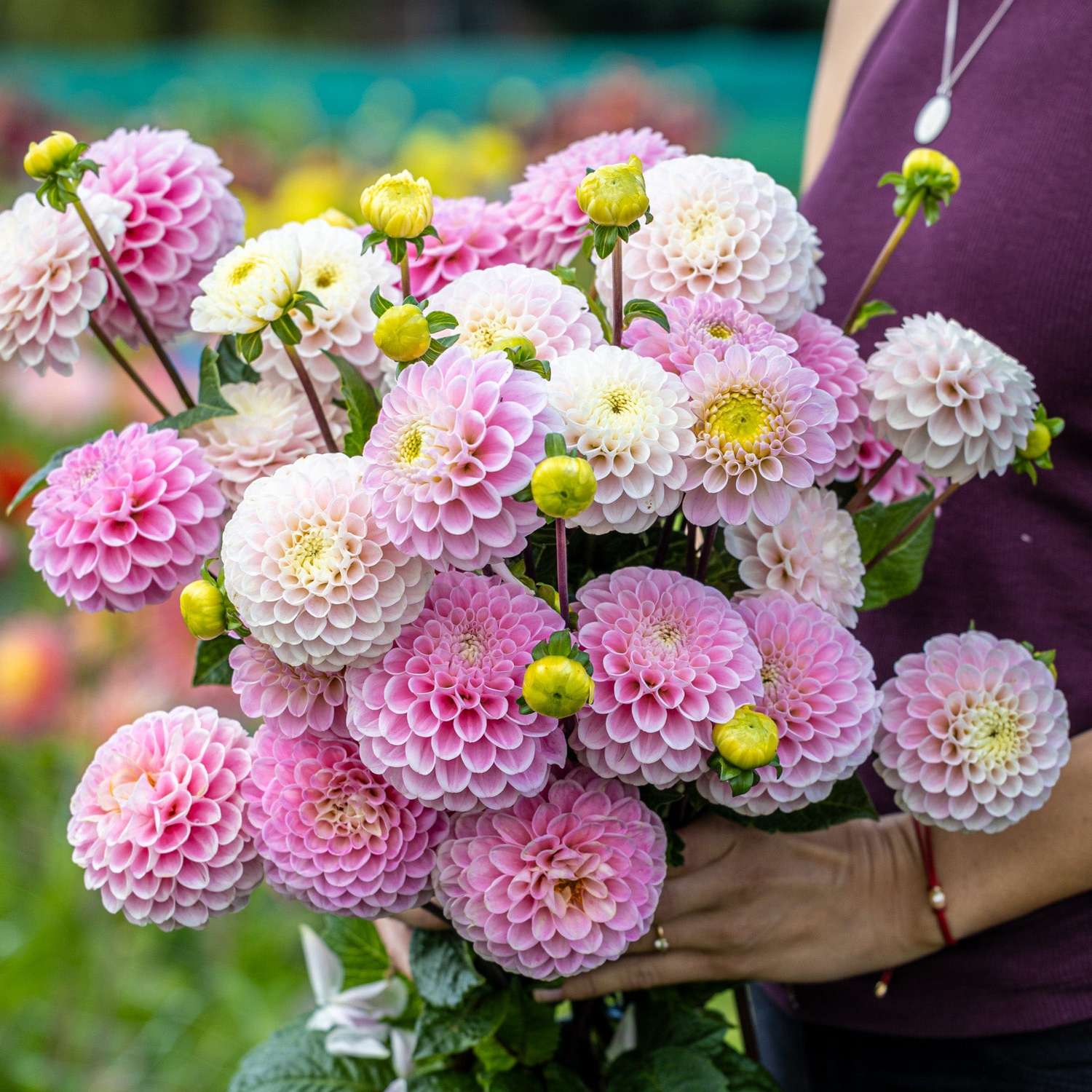 Dahlienkollektion  'Cotton Candy'