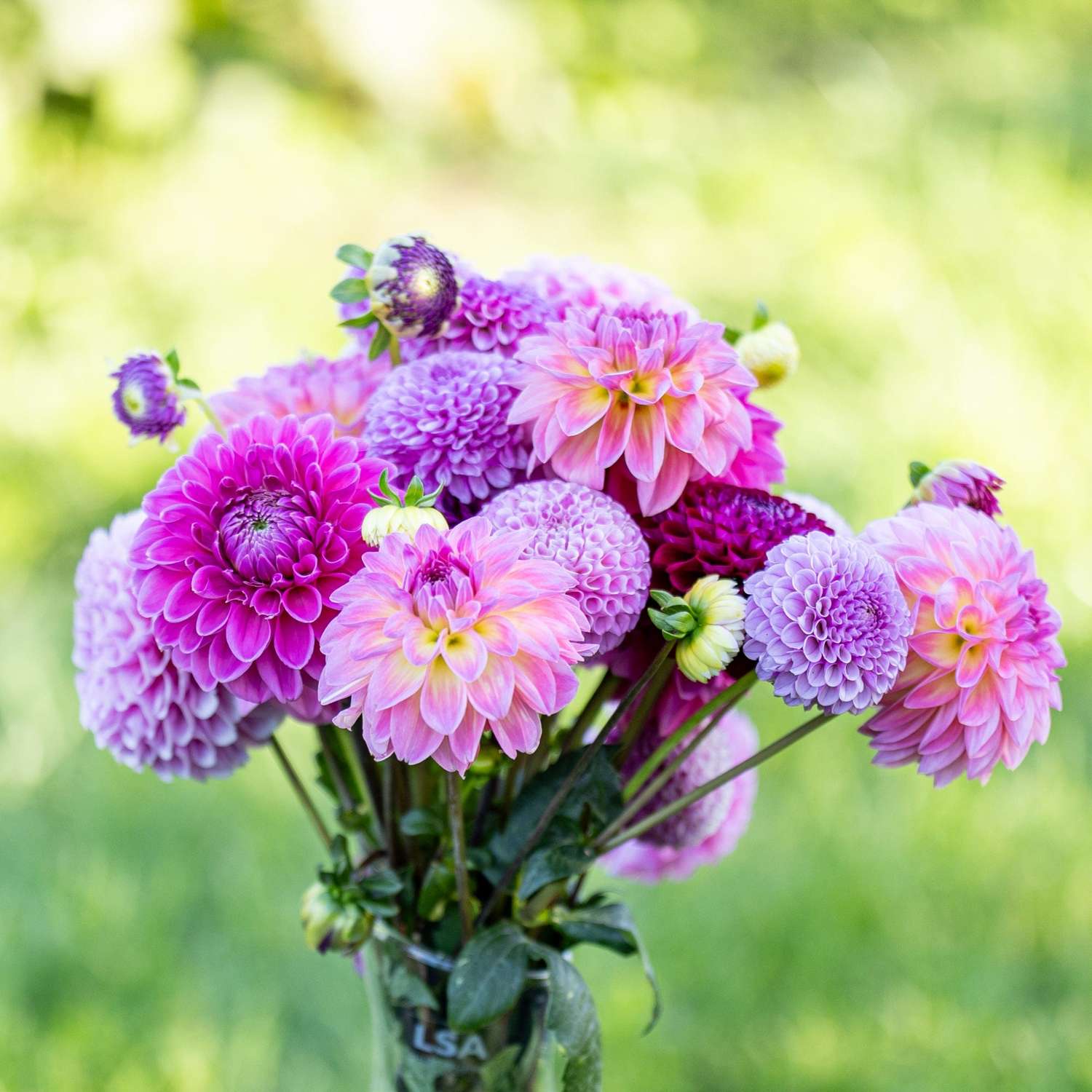 Dahlienkollektion  'Crown Jewels'