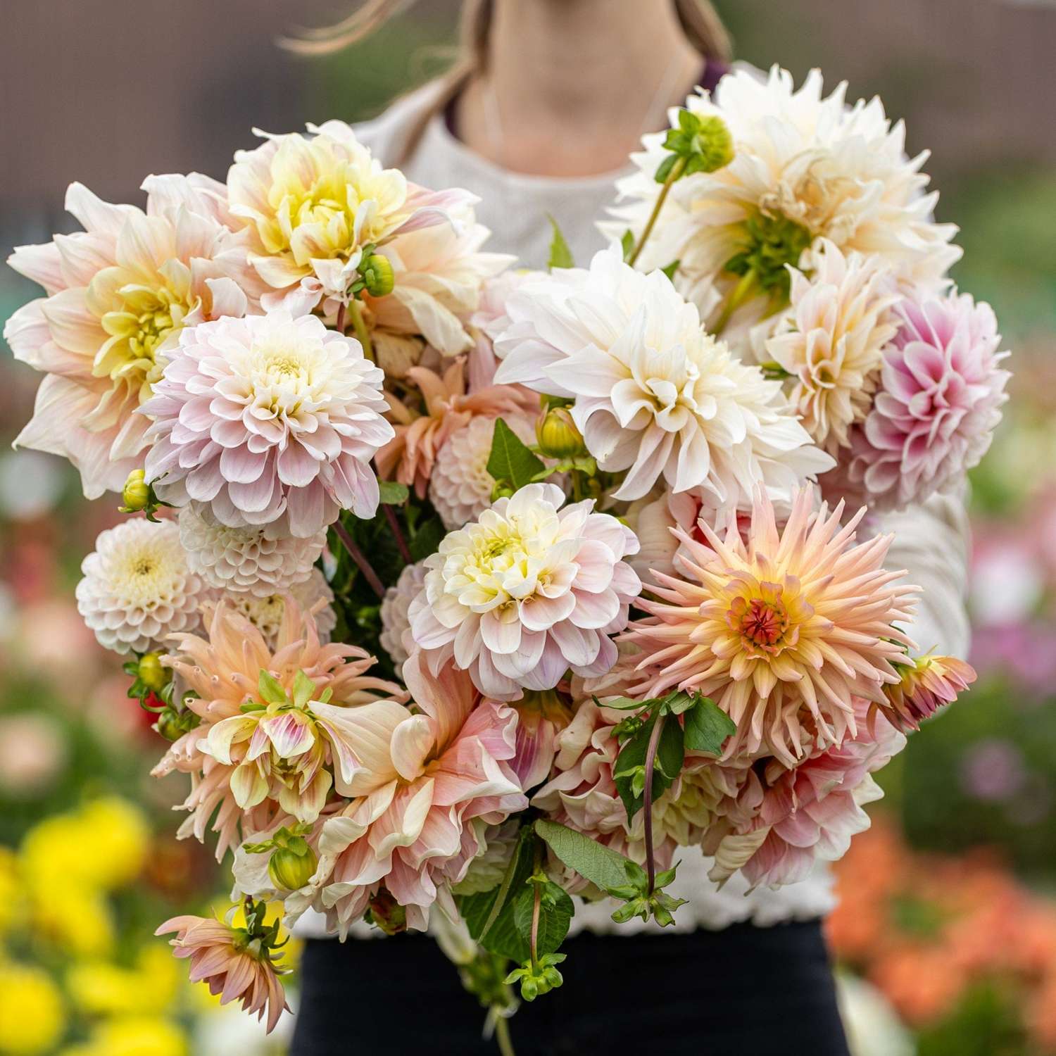 Dahlienkollektion  'Heavenly Delight'