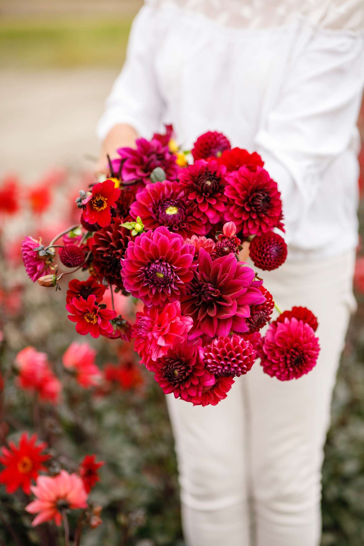 Dahlienkollektion  ‘Kathrine’